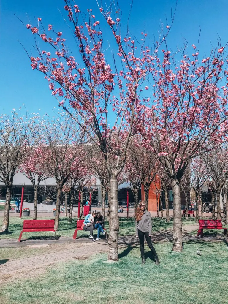 Girl under cherry blossom trees in Amsterdam
