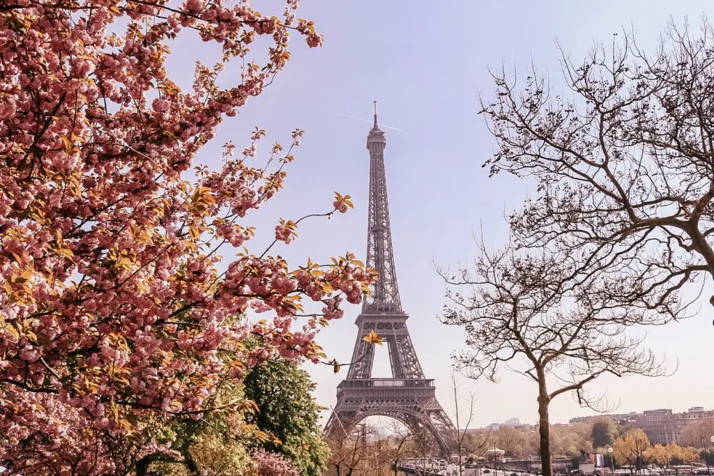 Eiffel Tower with cherry blossoms