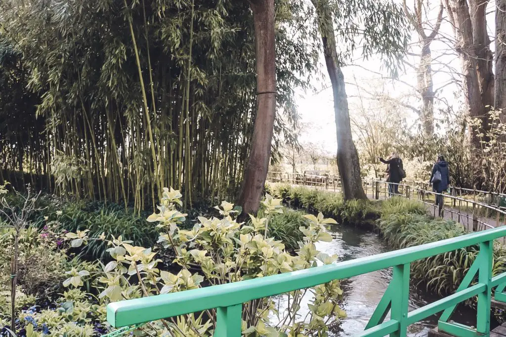 View of bamboo in Monet's zen garden at Giverny