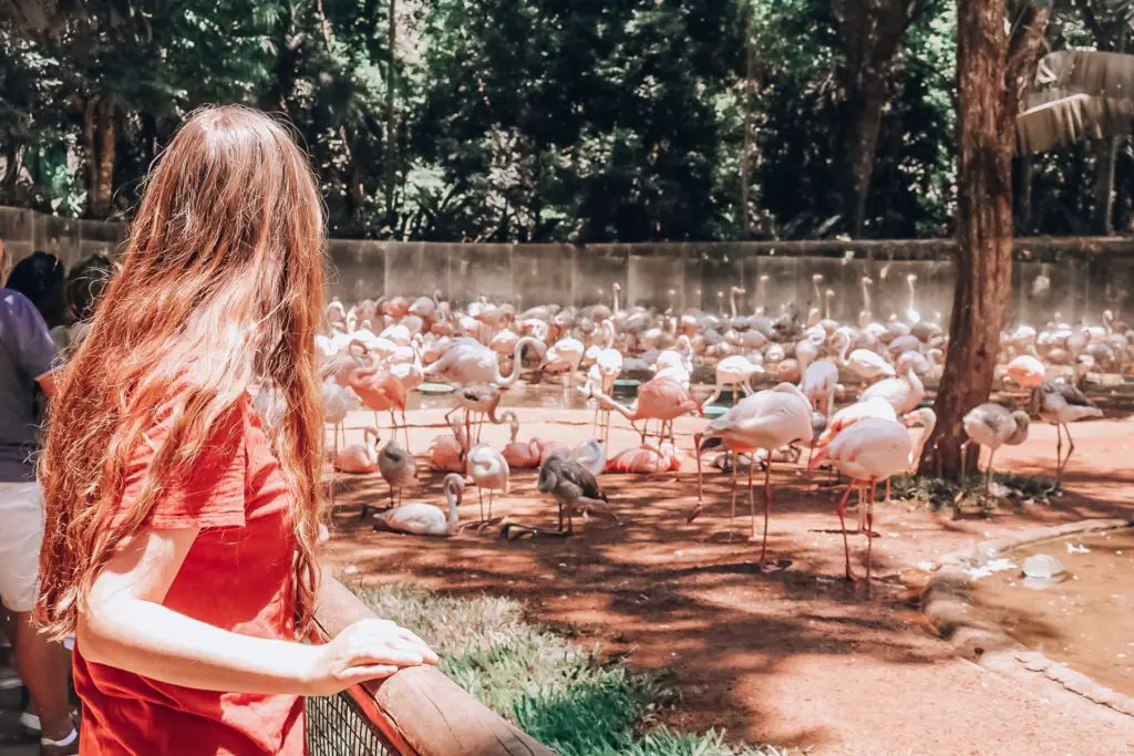 girl in front of flamingos at Parque de Aves in Iguazu Falls Brazil