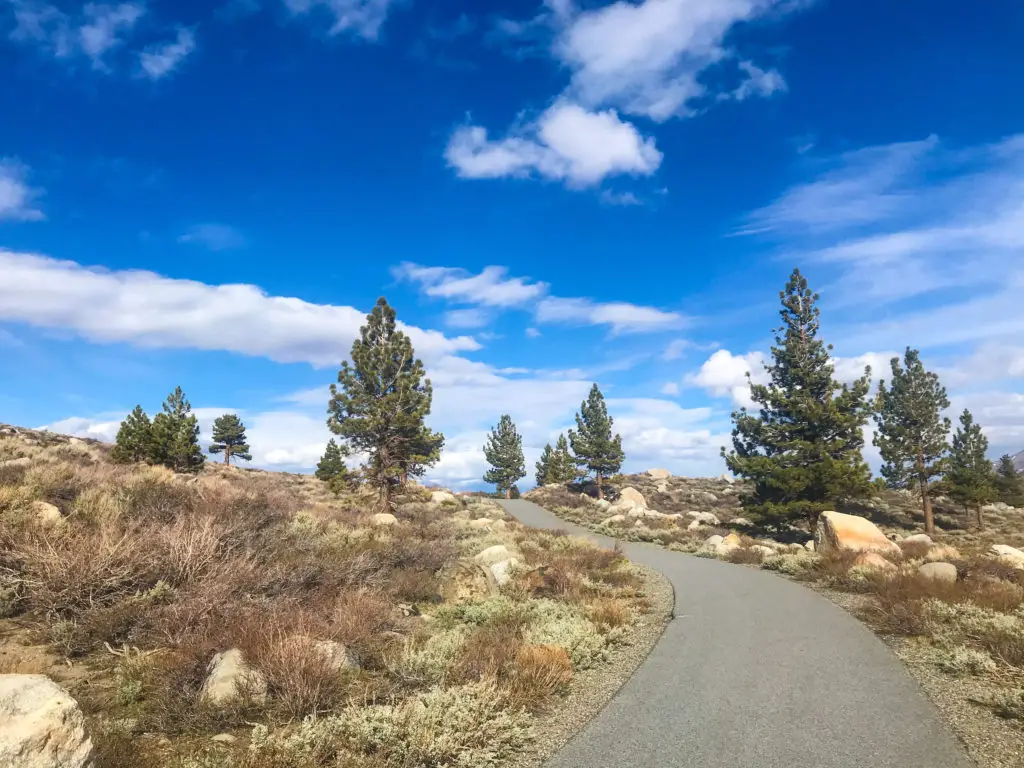 vivid blue sky and desert vegetation